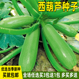 西葫芦种子菜瓜角瓜西葫芦种籽春夏秋四季菜种籽蔬菜种子农作物种