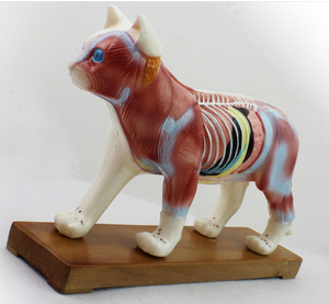 ENOVO颐诺猫体针灸模型兽医学习动物解剖模型宠物模型动物针灸