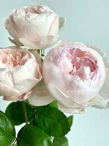 可爱瓷 可可杯cocot日本今井清月季超新玫瑰花苗盆栽大苗