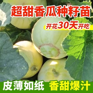 日本甜宝甜瓜种籽绿宝石甜瓜羊角蜜子香瓜西瓜苗蔬菜苗秧南方种植