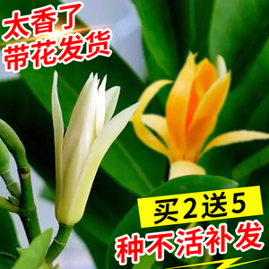 白兰花盆栽黄角兰树苗带花苞花卉植物室内阳台庭院四季开玉兰花苗