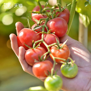 花彩小番茄苗盆栽西红柿千禧草莓家庭院阳台种植可食用四季水果苗