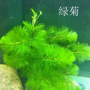 绿菊花水草水族箱活体造景套餐新手后景草金鱼草有茎类小鱼缸水藻 阿里巴巴找货神器 绿菊花水草水族箱活体造景套餐新手后景草金鱼草有茎类小鱼缸水藻 阿里巴巴找货神器