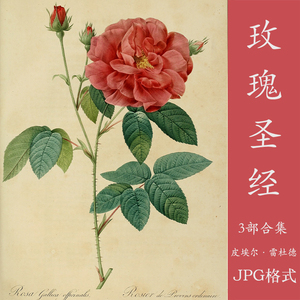 玫瑰圣经 雷杜德复古手绘植物花卉图谱绘画设计电子手账素材