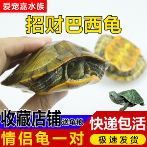 小型巴西龟苗活物乌龟活体宠物龟长寿红耳龟杂食招财龟情侣龟一对