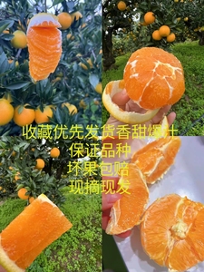 湖北秭归春橙伦晚脐橙包甜9斤应季新鲜水果整箱手剥橙现摘甜橙子