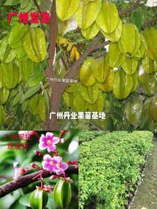 广州良种嫁接杨桃果树苗台湾甜杨桃树苗盆栽四季结果树苗当年结果