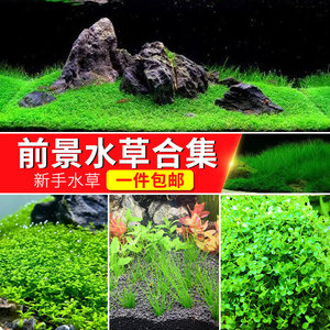 最も共有された 前景草co2 不要 前景草co2不要 最も共有された 前景草co2 不要 前景草co2不要