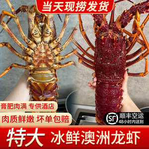澳洲大龙虾冰鲜活水产可刺身海鲜特大进口澳龙非波龙10斤澳大利亚