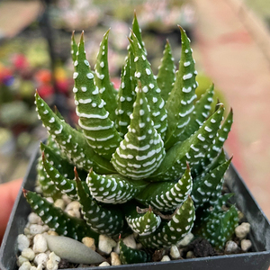 多肉植物鹰爪十二卷玉露桃蛋粉玫瑰吉娃娃黑法师雪莲生石花卉黄丽