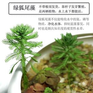 真水草狐尾藻狐尾草 水底水面水培植物净化水质水草 鱼缸造景必用