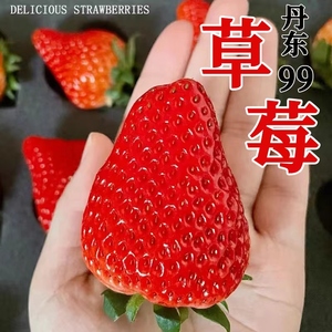 辽宁特产红颜九九奶油牛奶草莓99新鲜水果现摘九九草莓一整箱久久