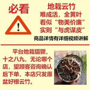 唐山云竹 原盆唐山矮云竹盆栽 矮文竹植物 矮生云竹 文竹球 包邮