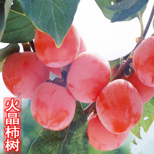 火晶柿子苗树磨盘牛心柿子树日本脆甜水果柿子树果苗庭院果树果苗