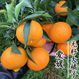 冰糖橙子正宗红美人柑橘苗爱媛38号果冻橙子树苗庭院盆栽果树果苗