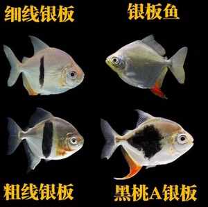 粗线银板鱼红眼白子银板鱼高身银板鱼龙鱼配鱼热带观赏鱼活体鱼