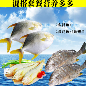 湛江海鲜特产黄花鱼金昌鱼黄翅鱼新鲜当天捞3000g海鱼生鲜鱼