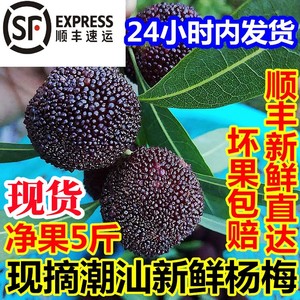 潮汕新鲜杨梅5斤装 现摘金灶水果孕妇非仙居东魁荸荠黑乌梅大杨梅