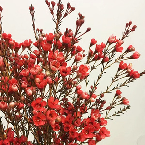红色澳洲腊梅鲜花云南直发澳梅水培植物插花花期长蜡梅鲜切花枝条