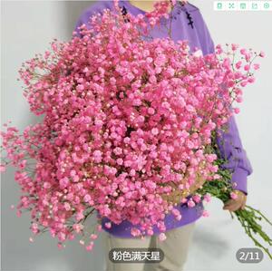 满天星鲜花网红干花零售摆摊生日礼物客昆明基地直发(鲜花发货)