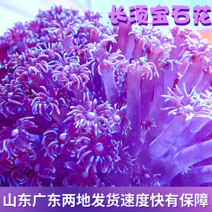 长须宝石花日本单苞花彩单包珊瑚长须大花品种软体LPS海水鱼缸