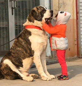 中亚牧羊犬幼犬纯种俄罗斯中亚牧羊犬活体巨型猛犬超大宠物狗出售