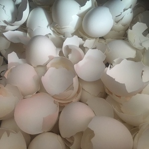 漆画蛋壳 白色鸡蛋壳 干净 20-5000克装 漆器镶嵌 蛋壳画材料莳绘