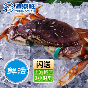 北美进口鲜活珍宝蟹800g面包蟹深海螃蟹黄梭子蟹整只包邮上海闪送