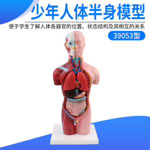 少年人体半身模型内脏器官心脏消化系统结构人体躯干解剖专业生物模型教具医学学生教学肌肉器官j 阿里巴巴找货神器 少年人体半身模型内脏器官心脏消化系统结构人体躯干解剖专业生物模型教具医学学生教学肌肉器官j 阿里巴巴找货神器