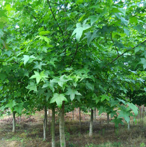 庭院植物园林绿花苗木花卉五角枫苗元宝枫树苗景观植物五角枫树苗