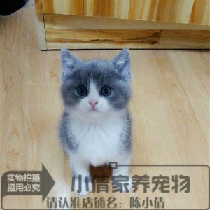 英短蓝猫蓝白纯种活体宠物猫英国短毛猫幼猫正八字包子脸种公x