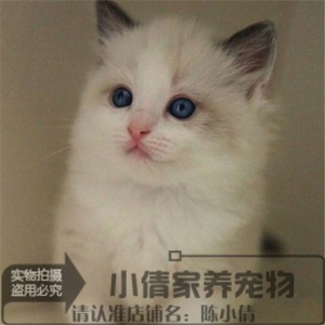 CFA注册猫舍出售布偶猫幼猫纯种家养海豹双色布偶猫宠物猫活体x