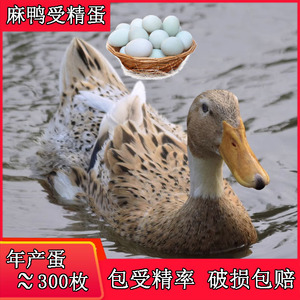 绿头麻鸭种蛋受精蛋可孵化金锭鸭蛋可孵农家散养高受精满枚 包邮