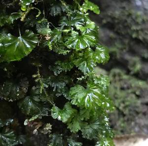 团扇蕨膜蕨科Crepidomanes minutum雨林缸造景小微景观迷你蕨绿植