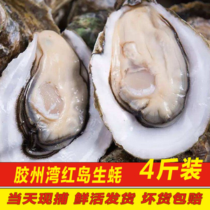 生蚝鲜活海蛎子新鲜牡蛎青岛海鲜水产贝类4斤威大生蚝海牡蛎烧烤