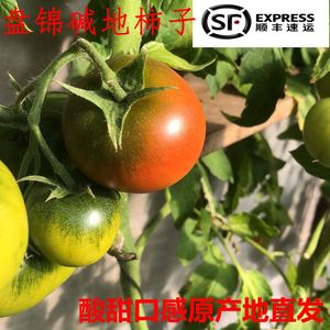 盘锦碱地柿子绿腚鹰爪柿子新鲜铁皮西红柿草莓番茄丹东包邮