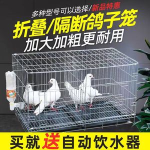 鸽子笼大号家用折叠带隔断鸽笼配对养殖繁殖笼子鸽子用具鸽棚鸽舍