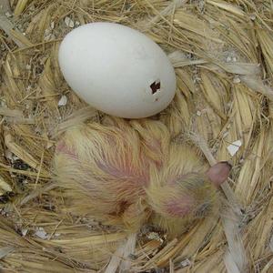落地王鸽子种蛋可孵化黑灰银白羽鸽特大型肉鸽子受精蛋包邮