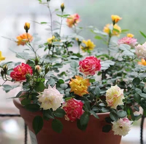 多花微型月季花苗 小五彩月季玫瑰花室内庭院阳台盆栽带花苞包邮