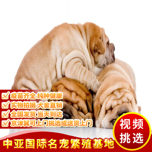 北京纯种沙皮幼犬活体宠物狗赛级双血统小型犬沙皮狗憨厚褶皱巴哥