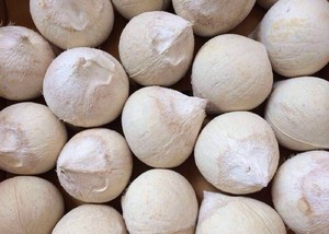 泰国进口小椰皇 散装8-16个装 椰子新鲜毛椰子纯天然饮料甜爽水果