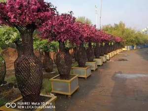 造型花瓶紫薇 石榴庭院绿化 工程厂区道路城市绿化树木