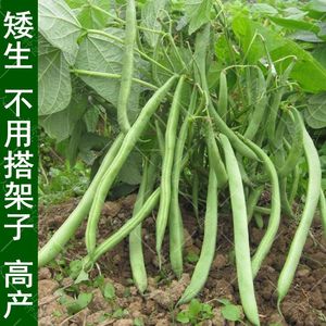 早熟地豆种子豆角四季豆种籽无架豆矮生不搭架豇豆蔬菜种孑菜豆种
