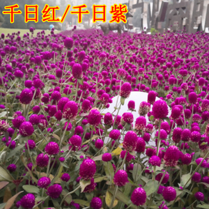 千日红花种子盆栽百日红花四季春天花种易种春季千日紫千日红种子