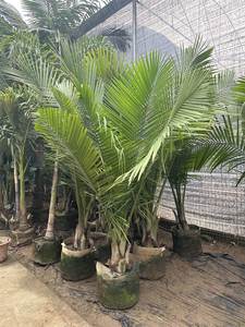 别墅绿植国王椰子树国王椰子苗棕榈树绿植盆栽室内室外热带风北欧