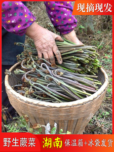 野生蕨菜新鲜现摘龙爪菜湖南怀化贵州应季山野菜下饭水厥菜包邮