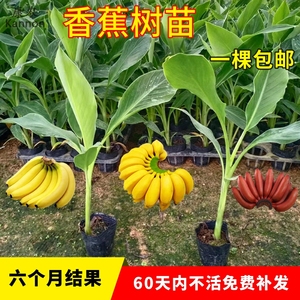 香蕉树苗南方耐寒矮化香蕉苗红皮香蕉苹果蕉苗芭蕉广东香蕉苗包邮