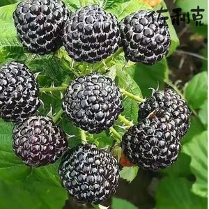 树莓苗带果覆盆子盆栽苗耐寒果树四季可移栽苗当年结果黑莓大果