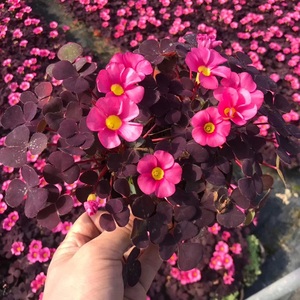 芙蓉酢浆草种球左家花园秋冬种植醡酱草耐寒紫叶大花榨浆草花期长