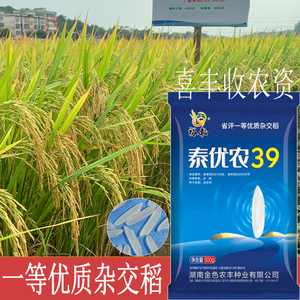 优质高产水稻种子 泰优农39 谷种长粒丝苗米杂交稻 早稻晚稻